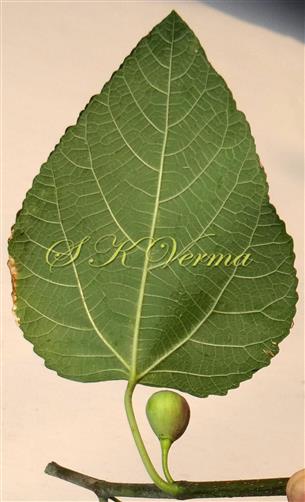  Leaf with Hypanthodium